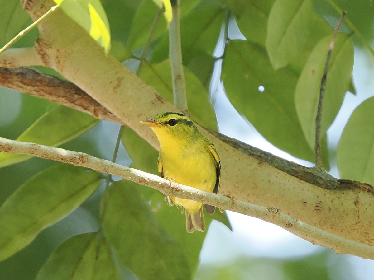 Sulphur-breasted Warbler - ML643862632