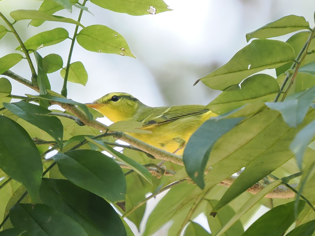 Sulphur-breasted Warbler - ML643862633