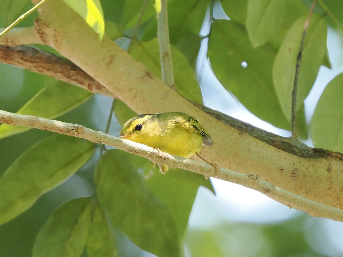 Sulphur-breasted Warbler - ML643862635