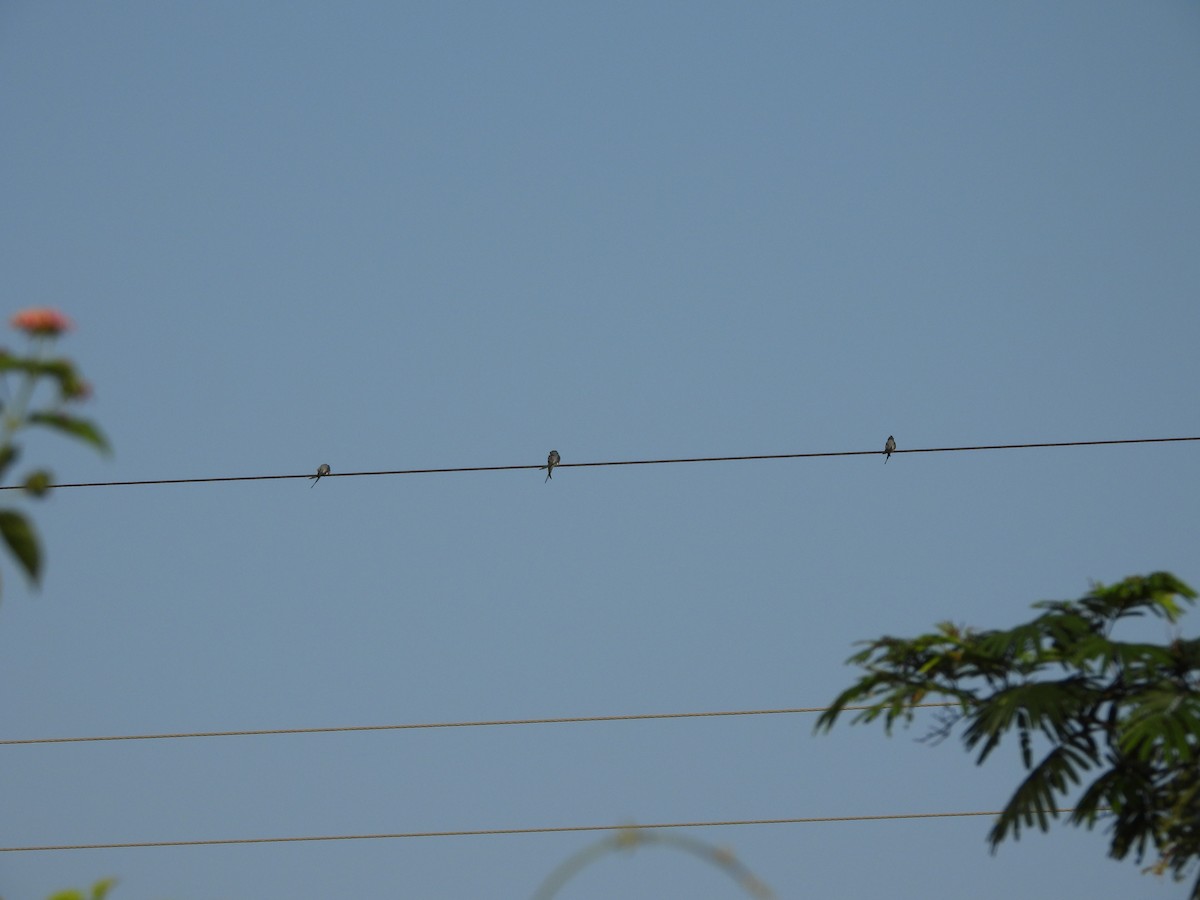 Crested Treeswift - ML643862660