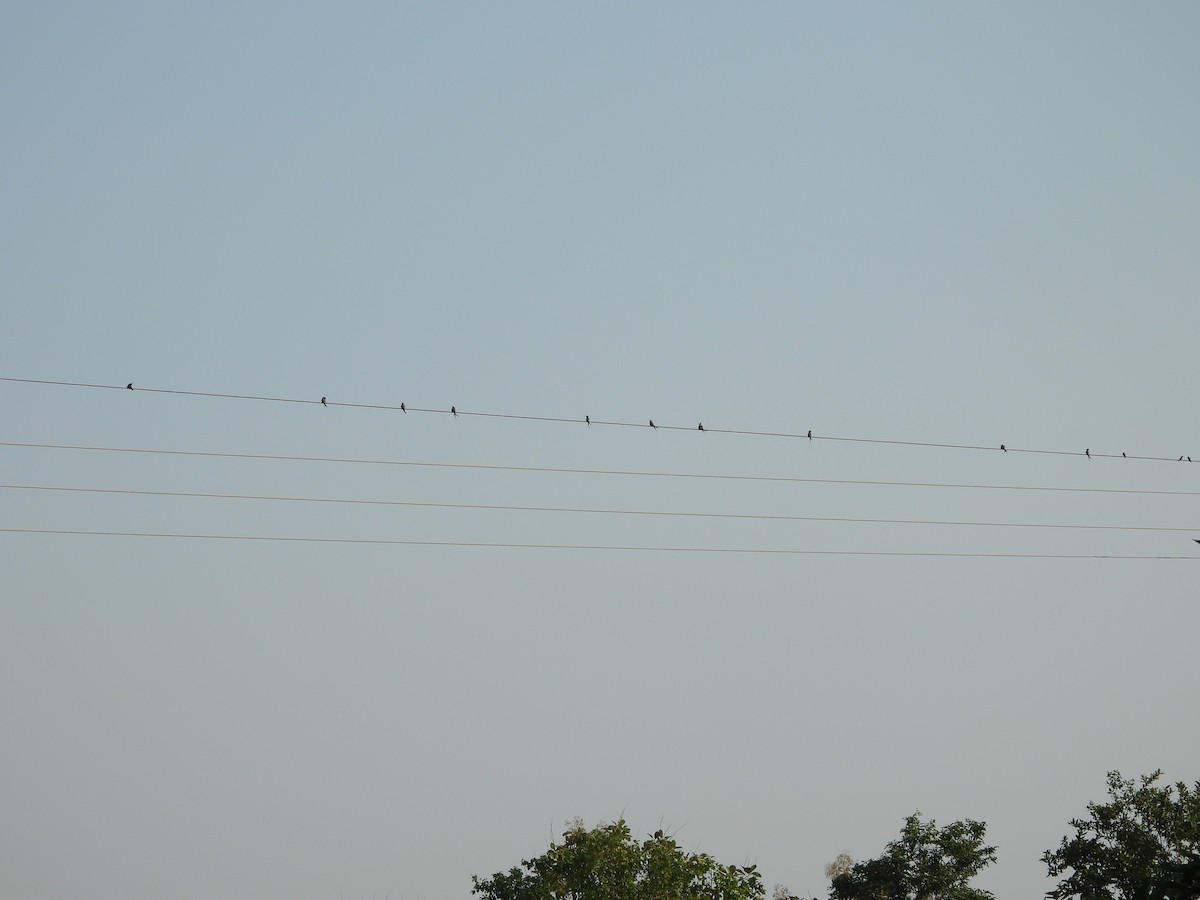 Crested Treeswift - ML643862661