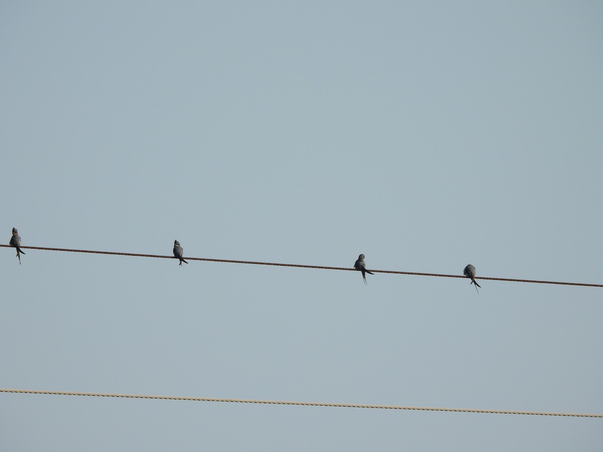 Crested Treeswift - ML643862662