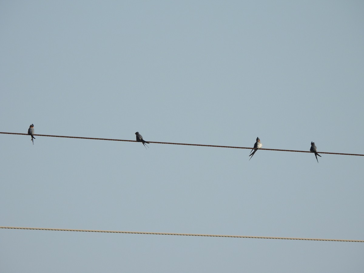 Crested Treeswift - ML643862663