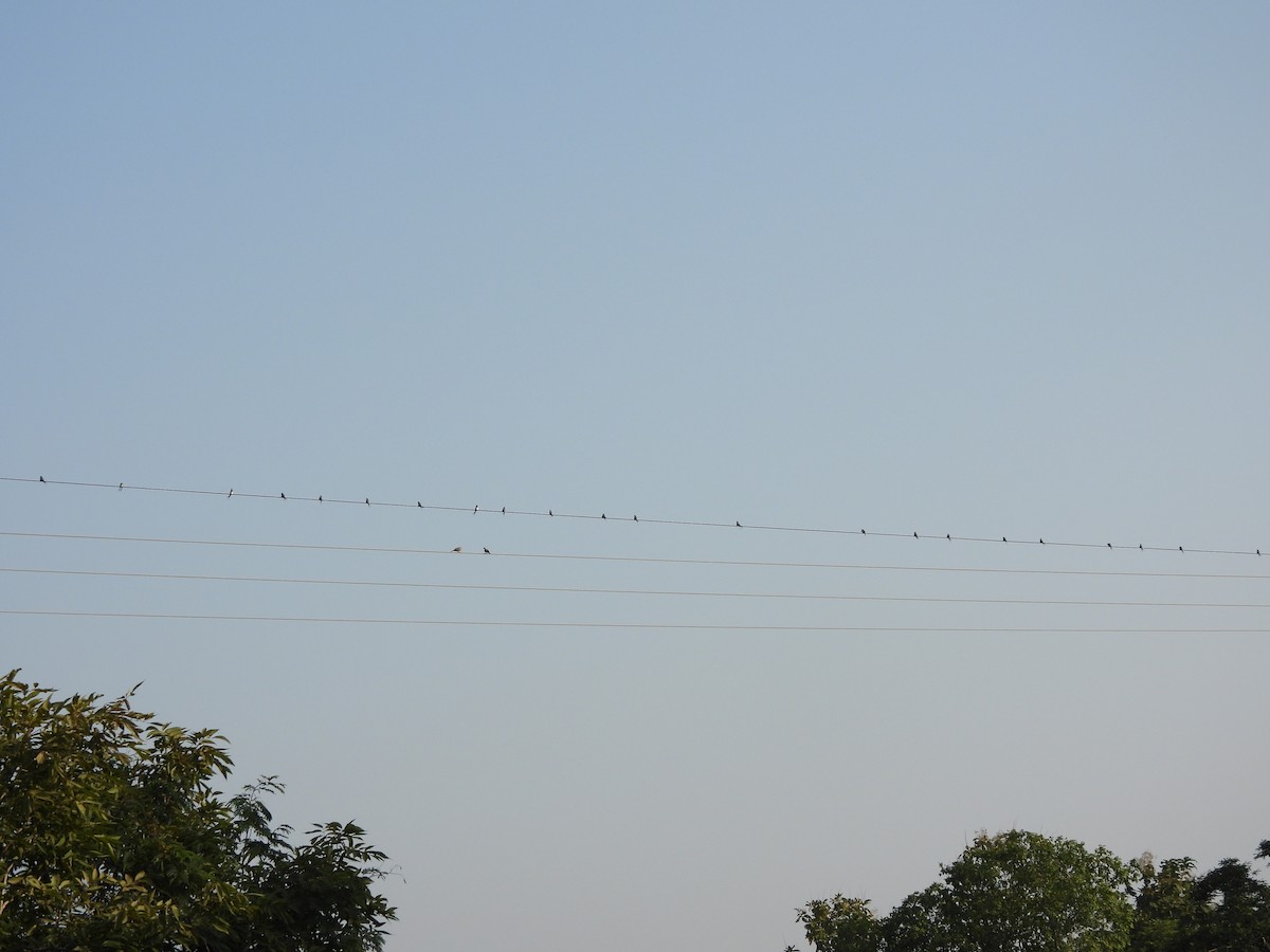 Crested Treeswift - ML643862664