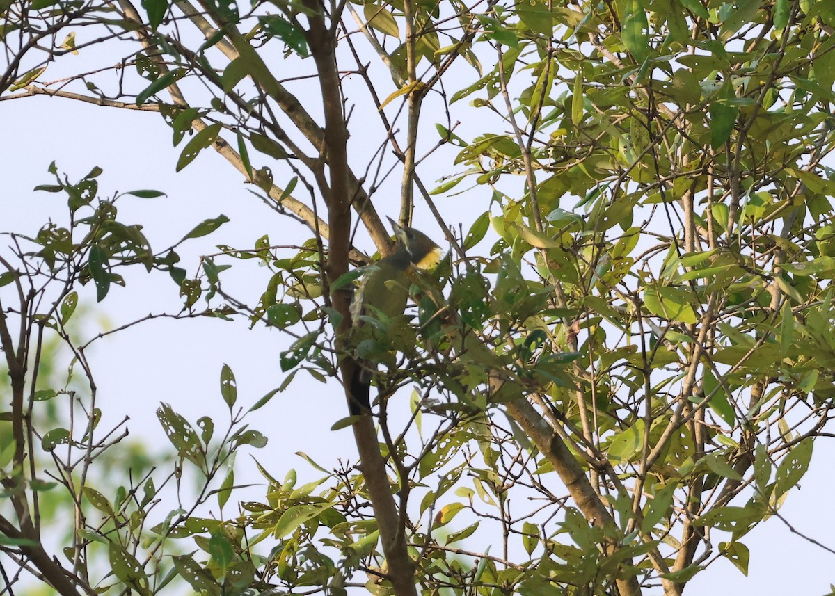 Lesser/Greater Yellownape - ML643862667