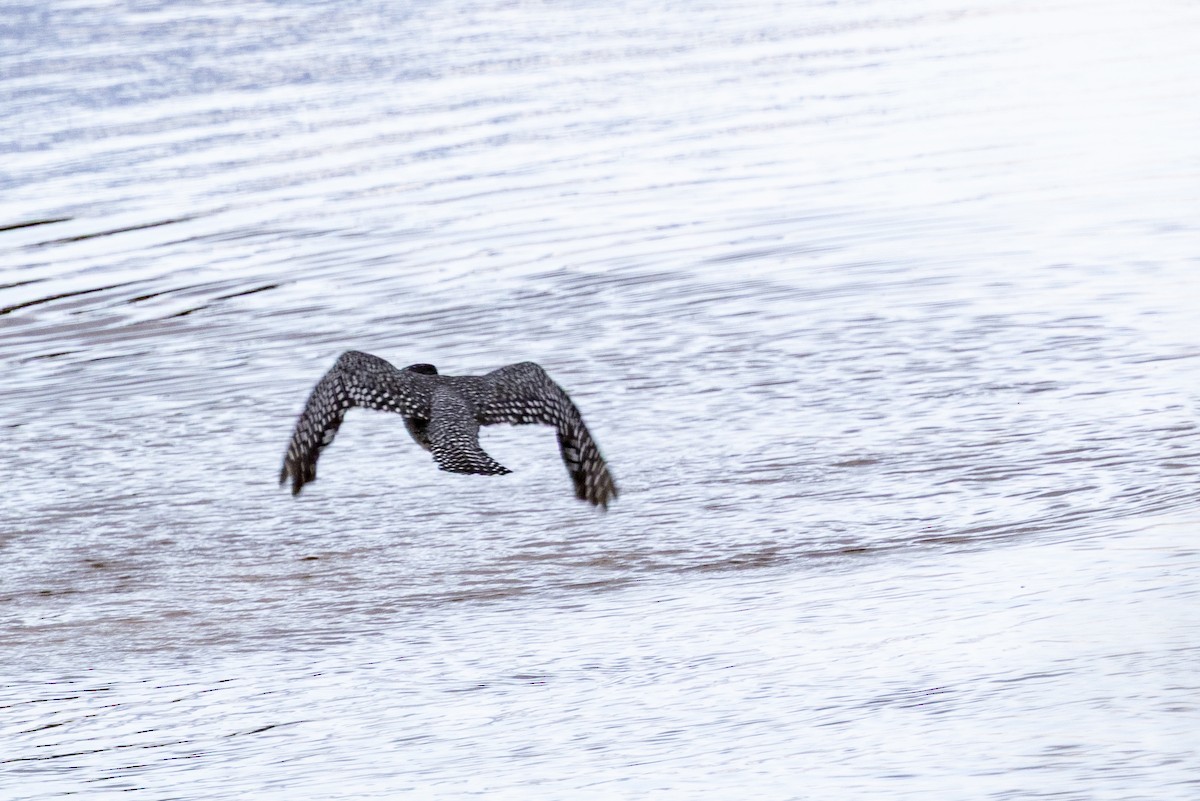 Giant Kingfisher - ML643862669
