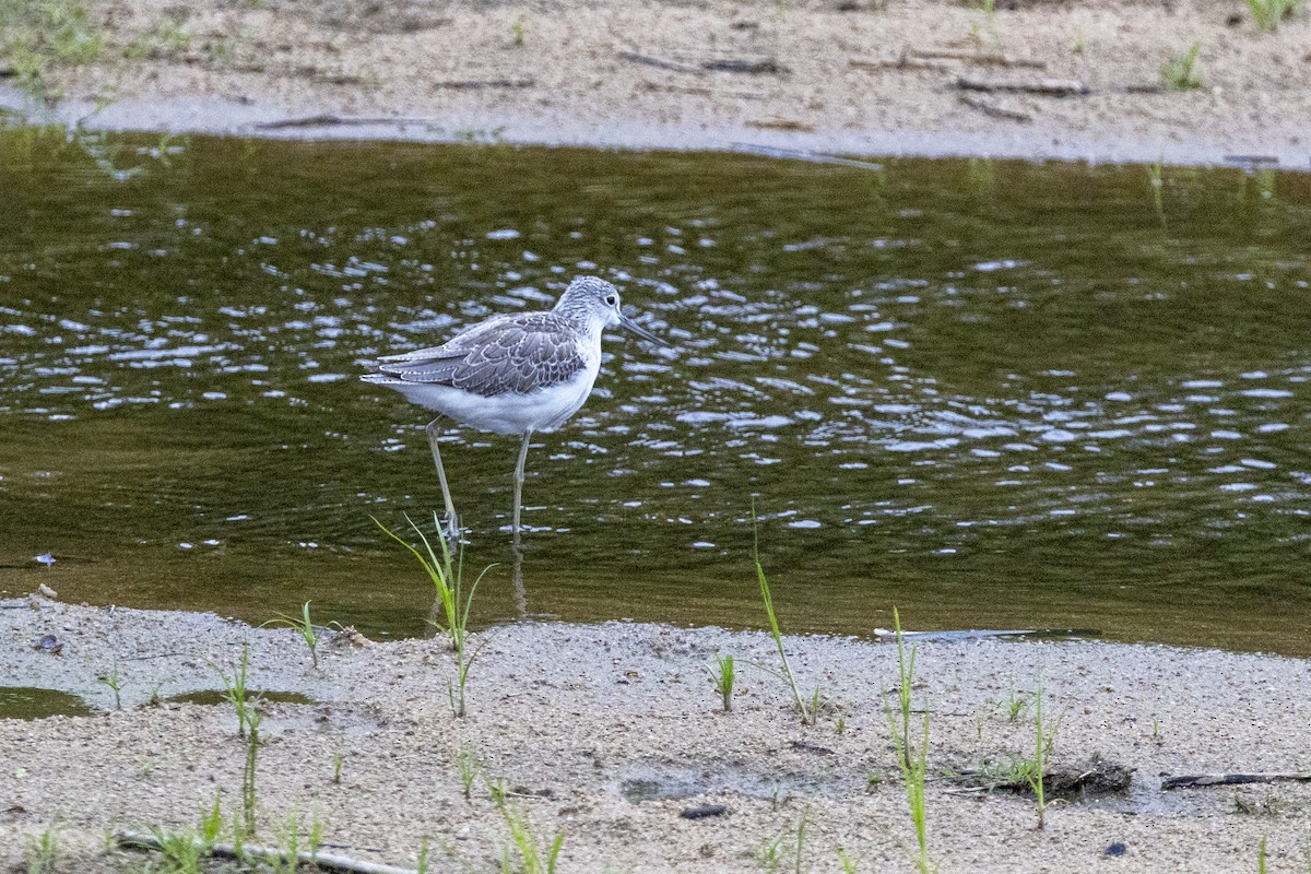 Common Greenshank - ML643862688