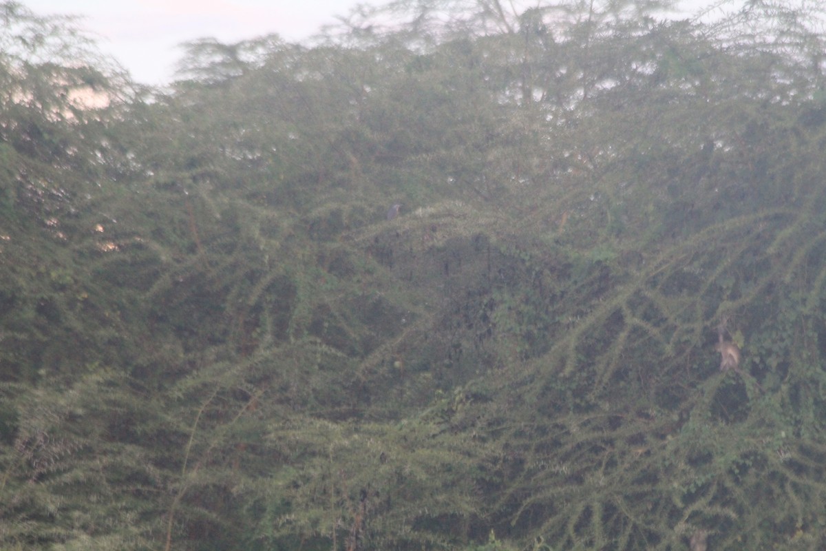 Kurşuni Küçük Balaban - ML643862723