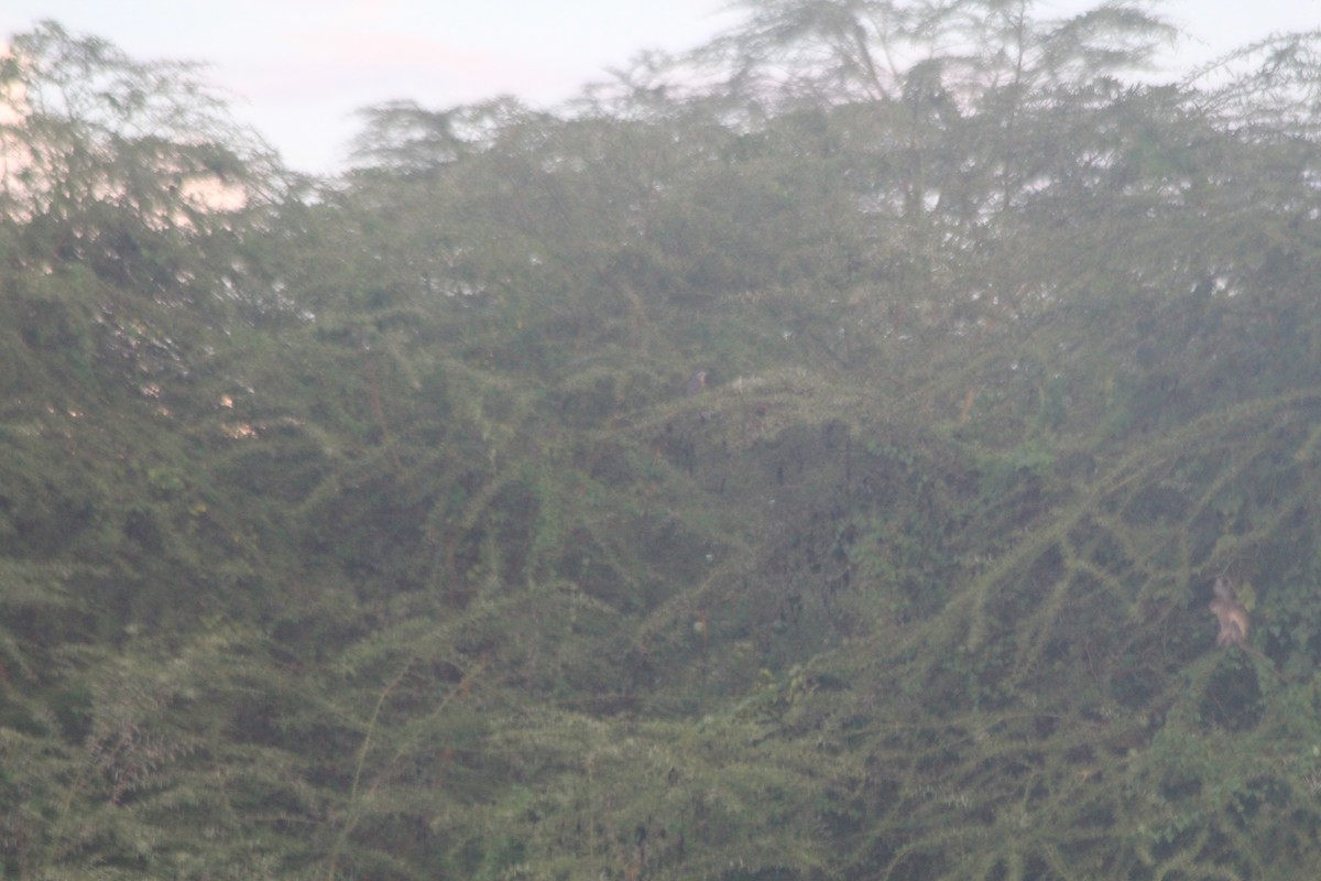 Kurşuni Küçük Balaban - ML643862724