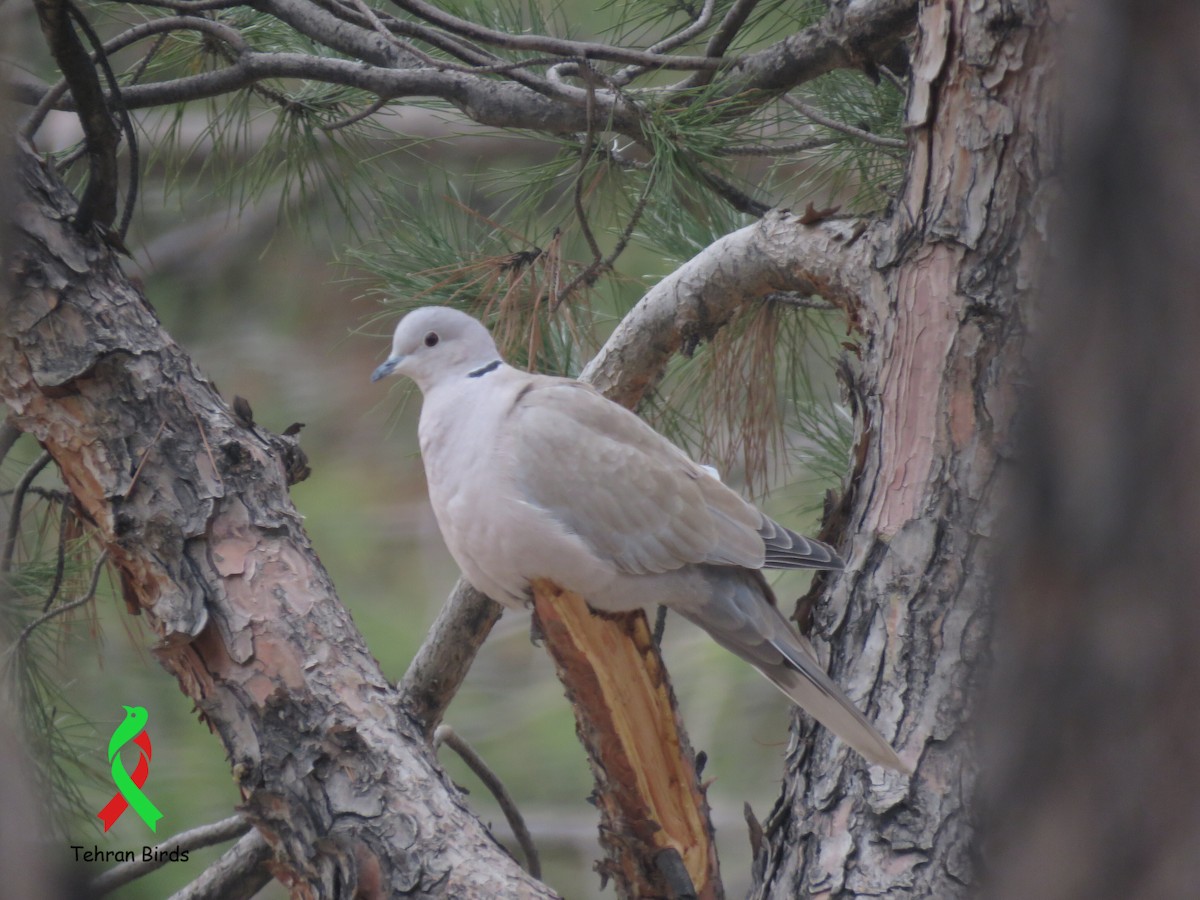 Eurasian Collared-Dove - ML643862743
