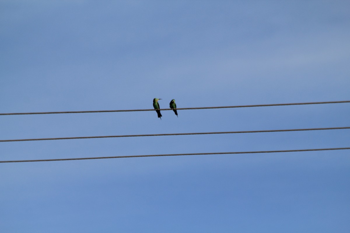 Blue-cheeked Bee-eater - ML643862748