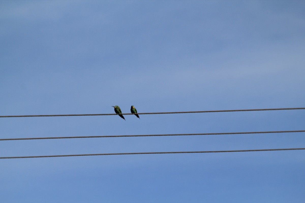 Blue-cheeked Bee-eater - ML643862749
