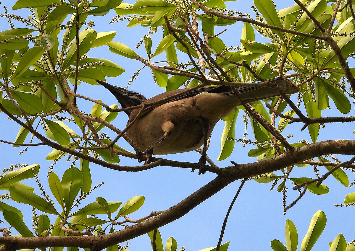 Helmeted Friarbird - ML643862750