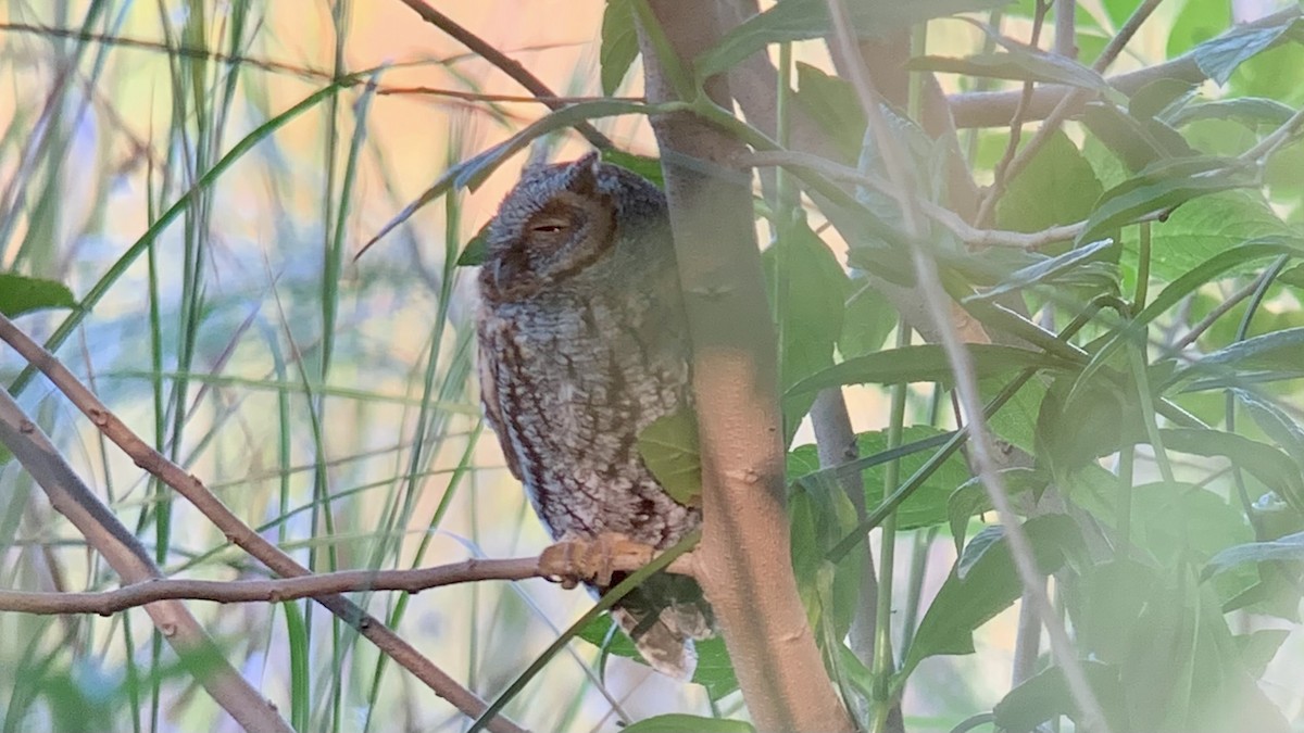Flammulated Owl - ML643862766
