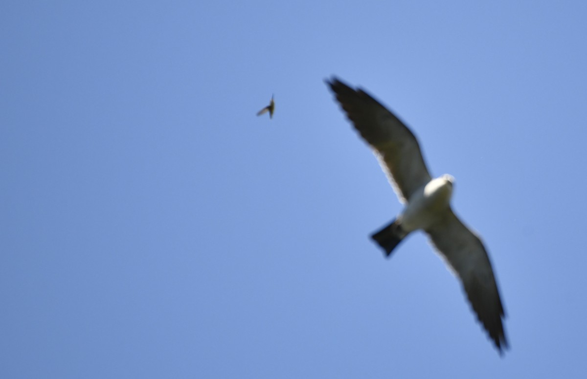 Ruby-throated Hummingbird - ML643862776