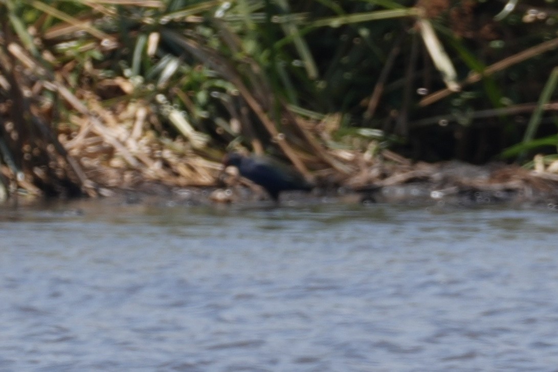 grønnryggsultanhøne - ML643862800