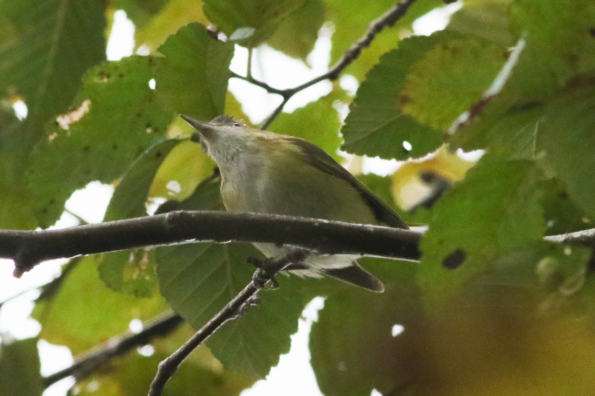 Yellow-green Vireo - ML643862831