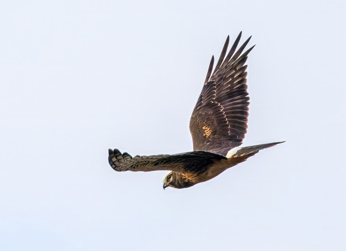 Northern Harrier - ML643862834