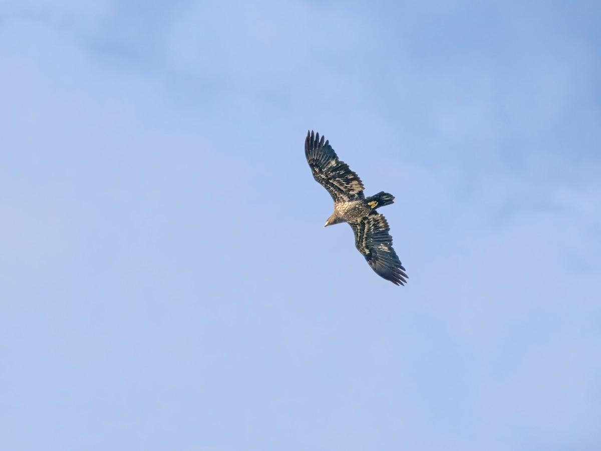 Bald Eagle - ML643862861