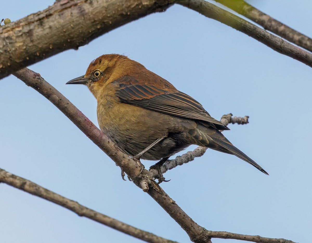 Rusty Blackbird - ML643862882