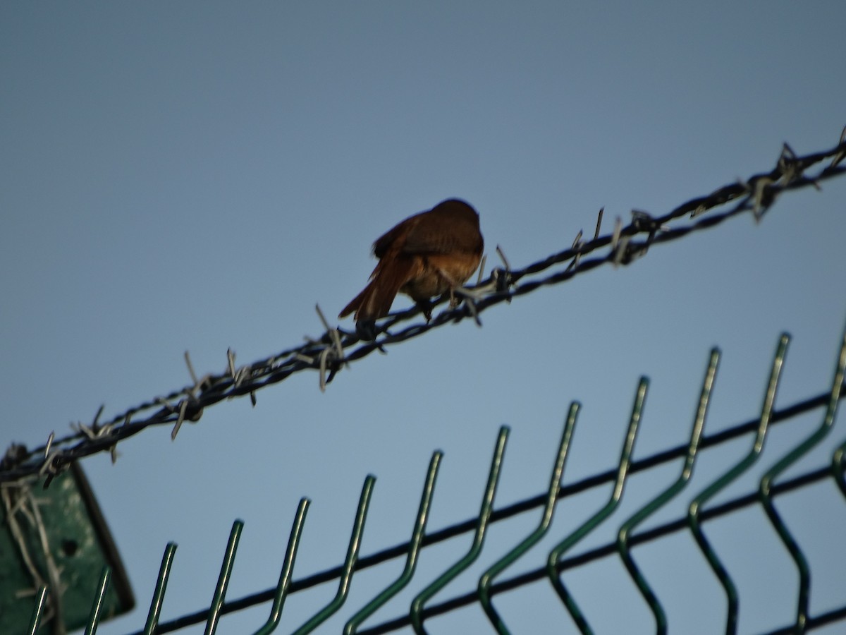 Southern House Wren - ML643862884