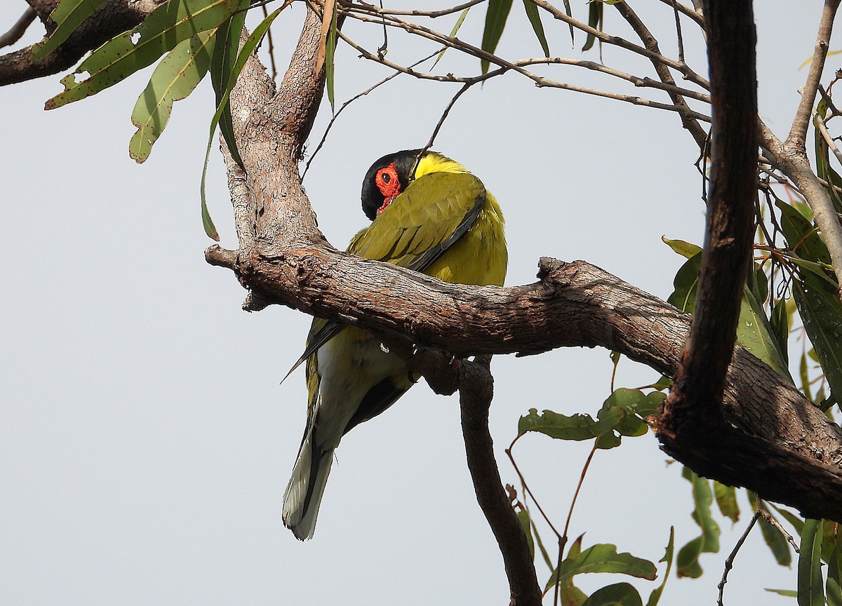 Australasian Figbird - ML643862885