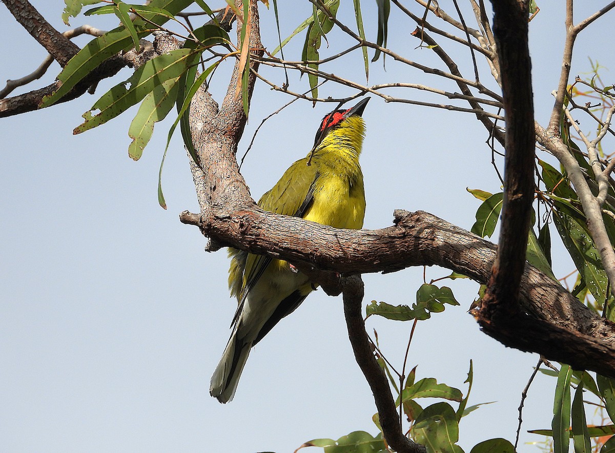 Australasian Figbird - ML643862887