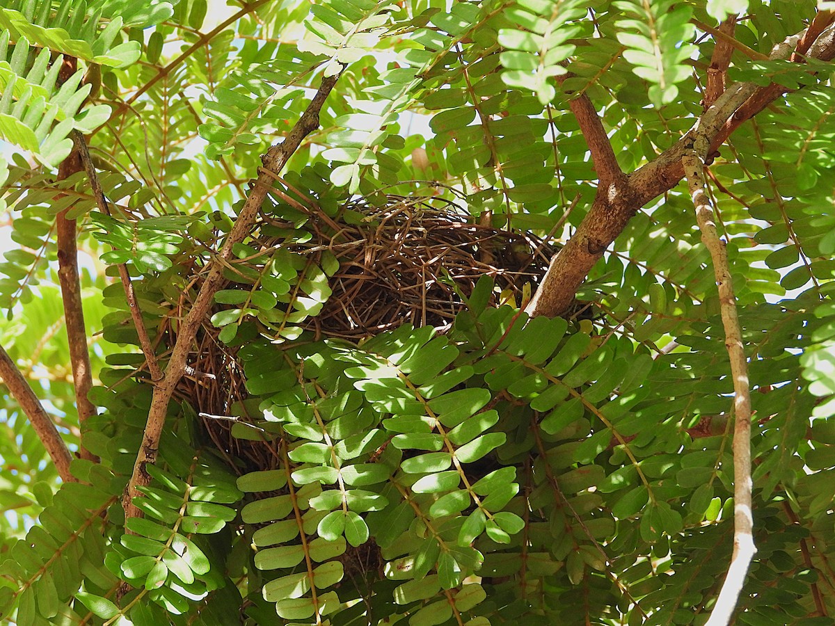 Australasian Figbird - ML643862889