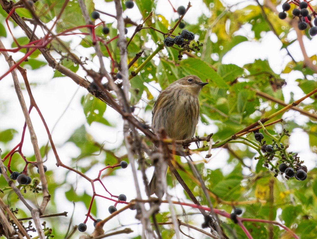 Yellow-rumped Warbler - ML643862893