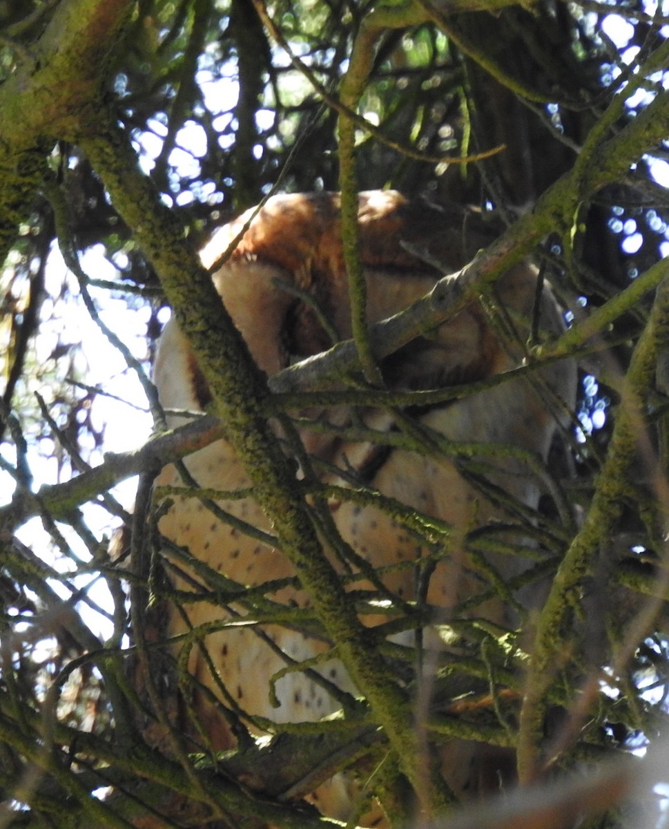 American Barn Owl - ML643862894