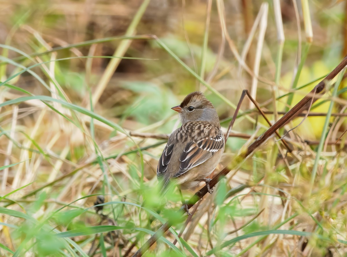 White-crowned Sparrow - ML643862897