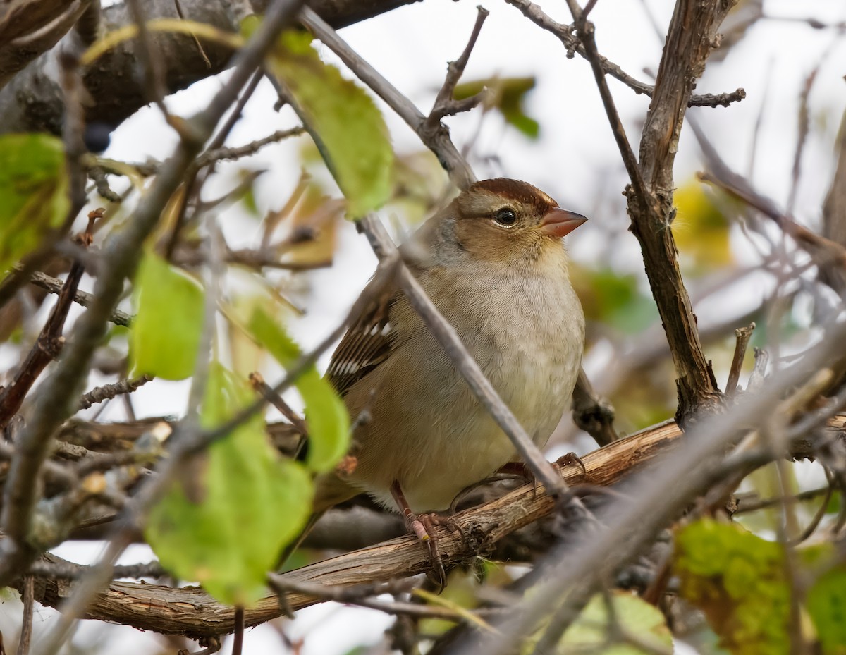 White-crowned Sparrow - ML643862919