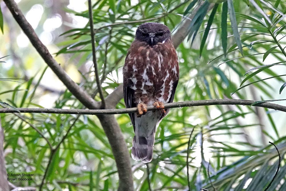 Brown Boobook - ML643862938