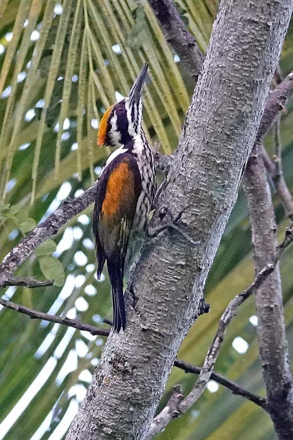 White-naped Woodpecker - ML643862953