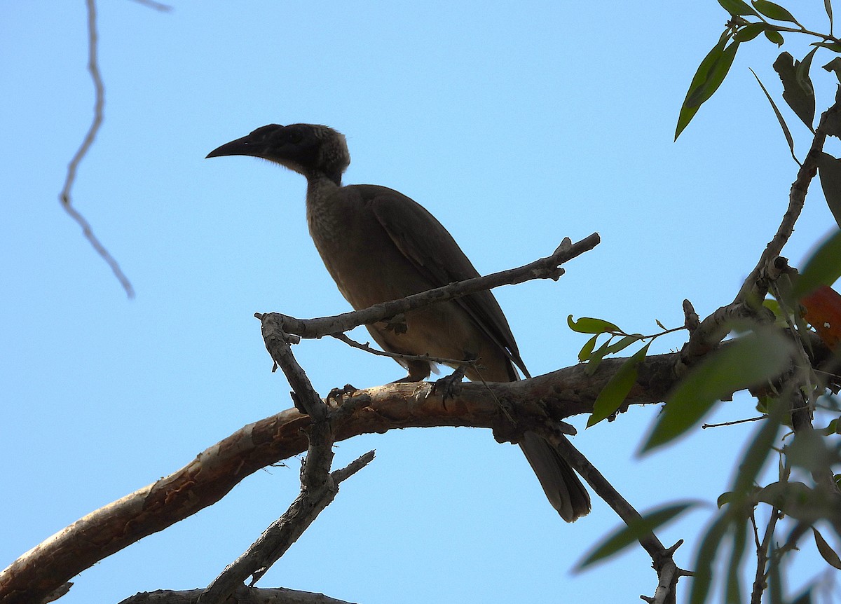 Helmeted Friarbird - ML643862970