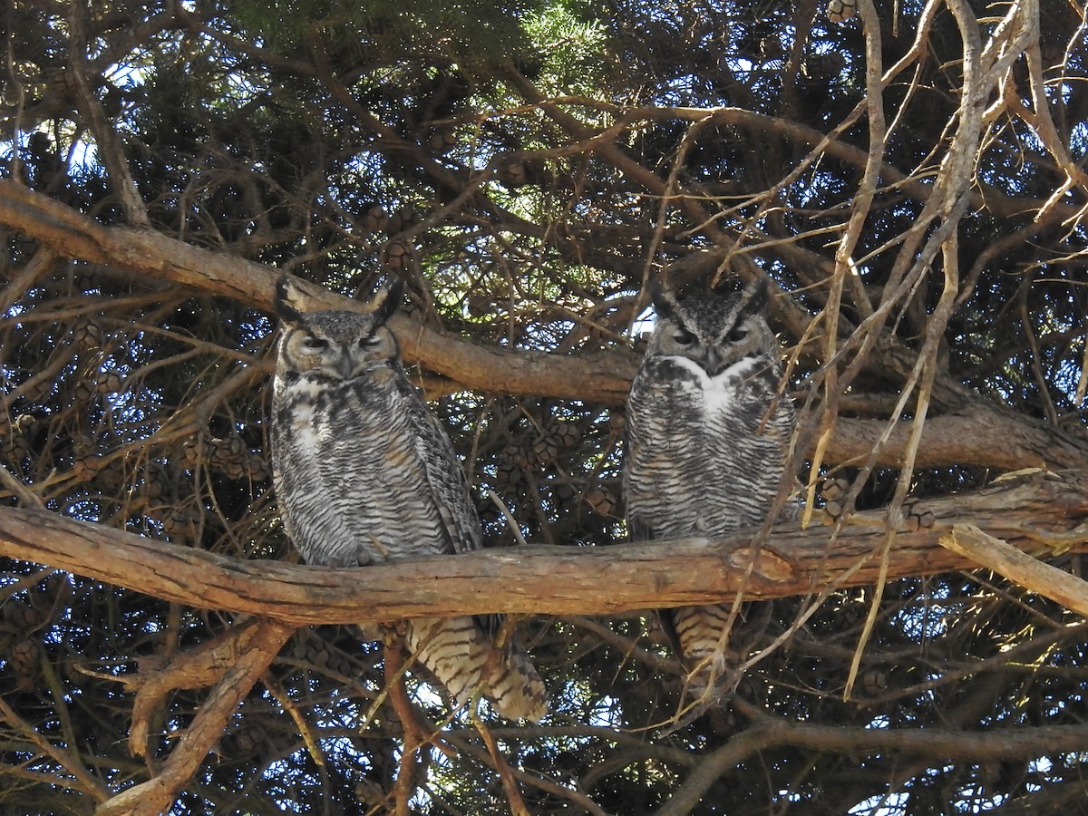 Great Horned Owl - ML643862975