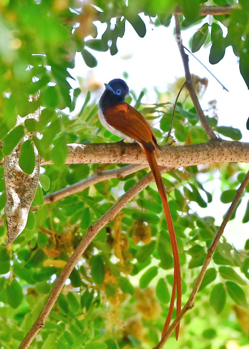 African Paradise-Flycatcher - ML643862980