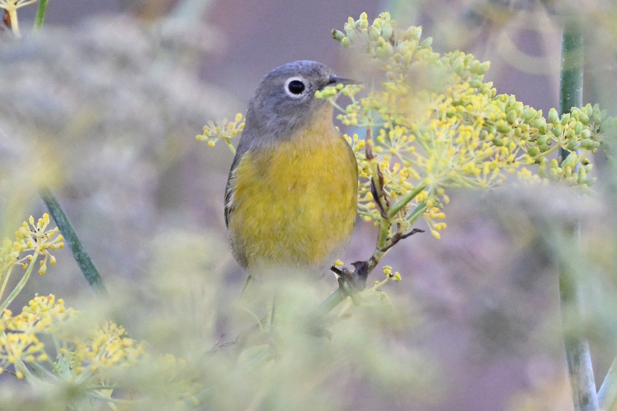 Nashville Warbler - ML643862981