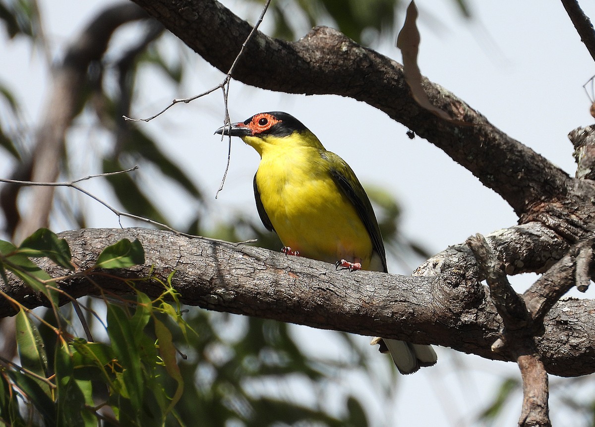 Australasian Figbird - ML643862982