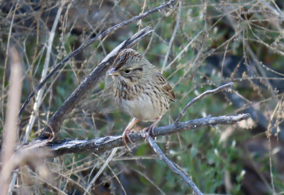 Lincoln's Sparrow - ML643863008