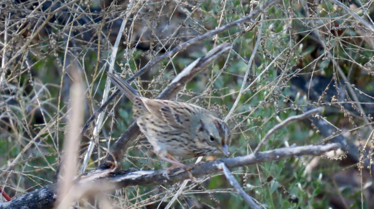 Lincoln's Sparrow - ML643863011