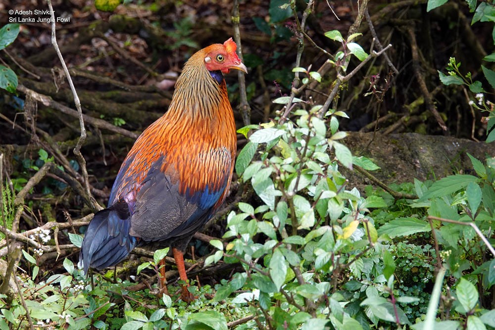 Sri Lanka Junglefowl - ML643863024