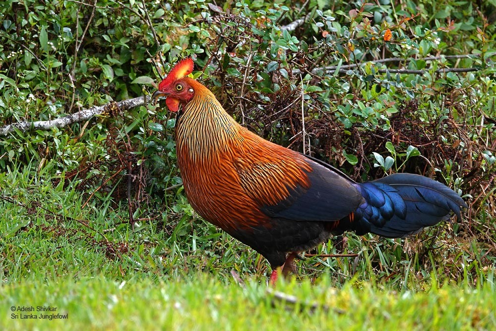 Sri Lanka Junglefowl - ML643863025