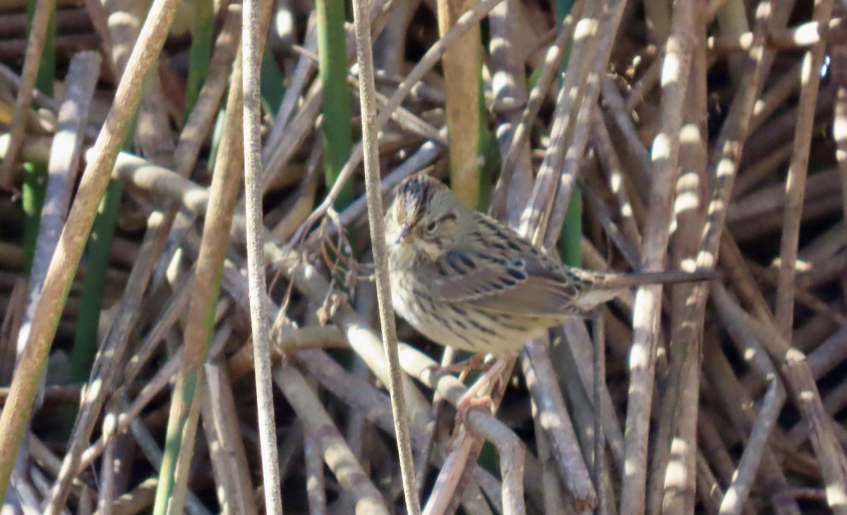 Lincoln's Sparrow - ML643863028