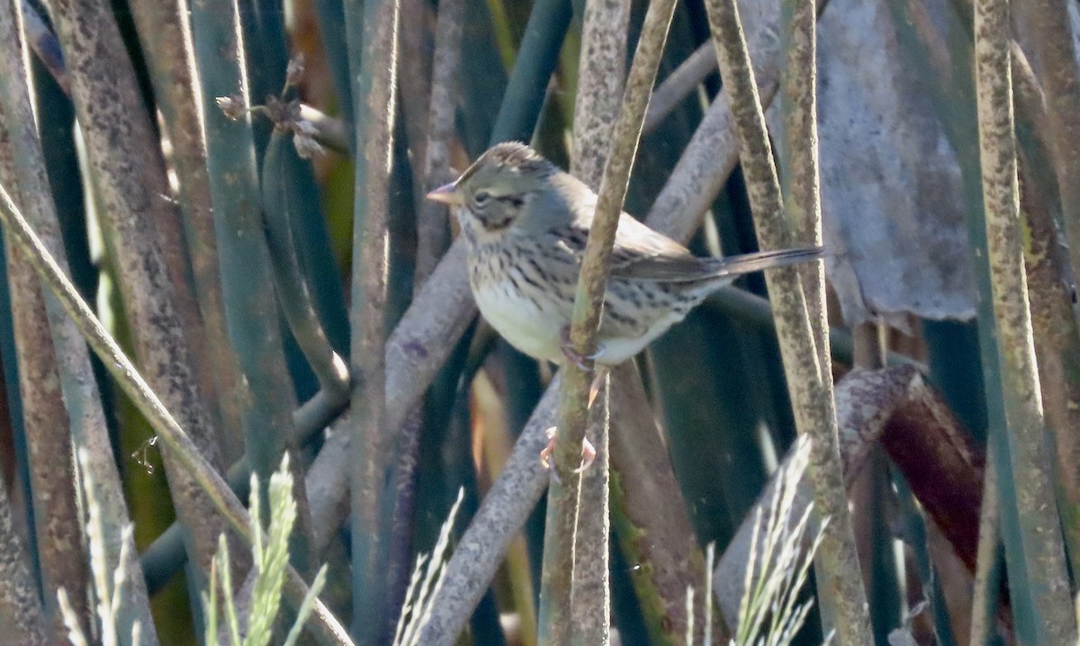 Lincoln's Sparrow - ML643863029