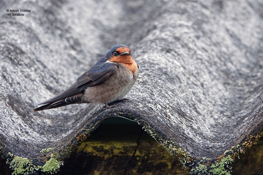 Hill Swallow - ML643863050