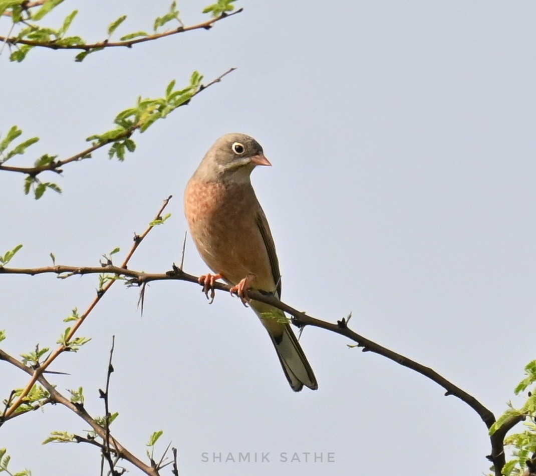 Gray-necked Bunting - ML643863052
