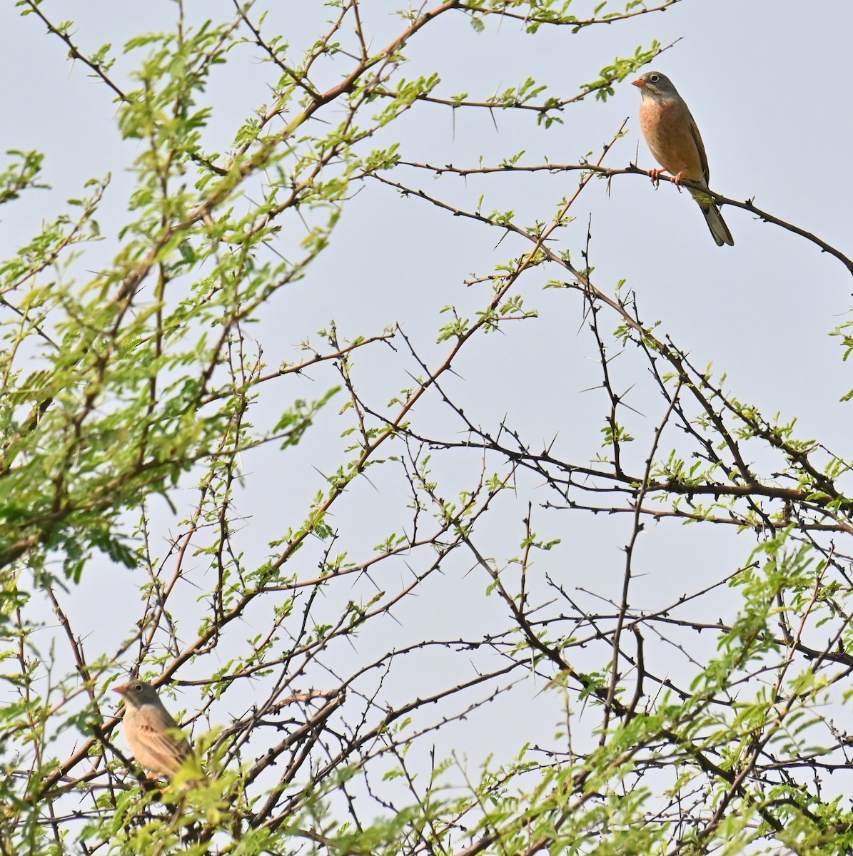 Gray-necked Bunting - ML643863053