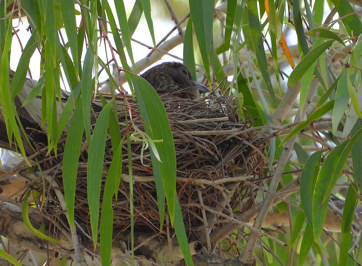 Australasian Figbird - ML643863055