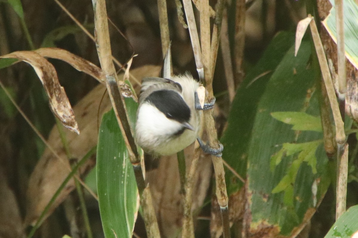 Willow Tit (Willow) - ML643863059